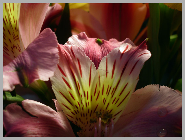 photo "***" tags: macro and close-up, nature, flowers