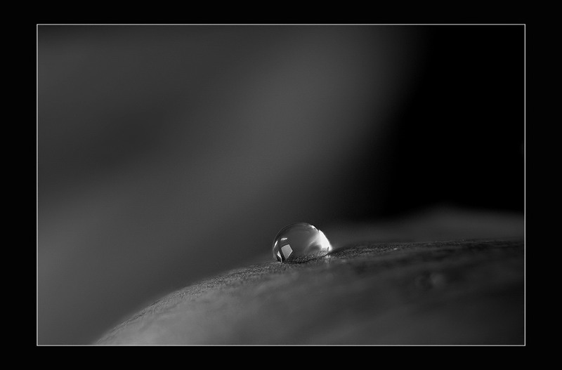 photo "One drop" tags: macro and close-up, 