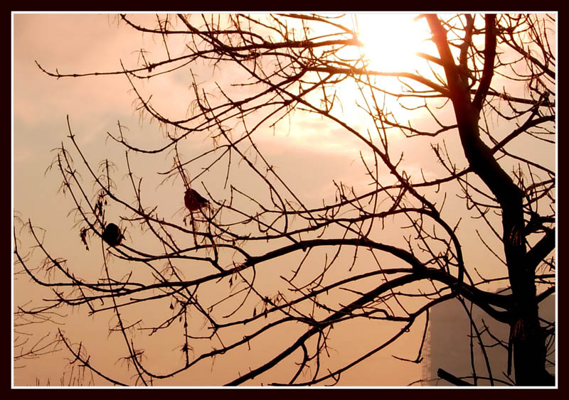 photo "The pair" tags: landscape, nature, sunset, wild animals