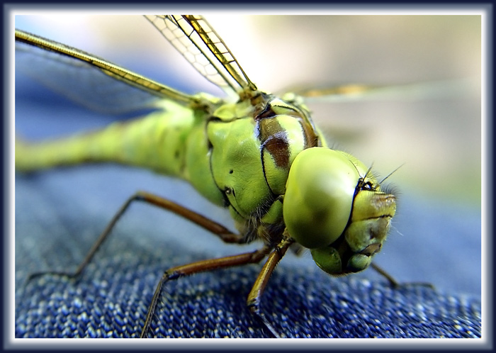 photo "Muse for Igor Sikorsky." tags: macro and close-up, nature, insect