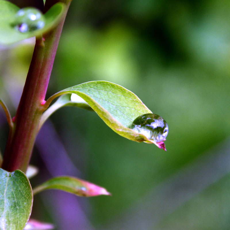 photo "Morning tear" tags: nature, flowers