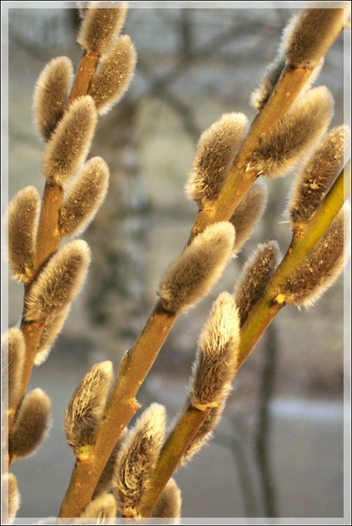 photo "It's spring! (2)" tags: landscape, nature, flowers, spring