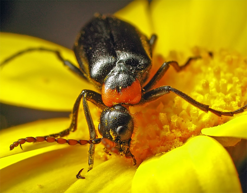 photo "***" tags: macro and close-up, nature, insect