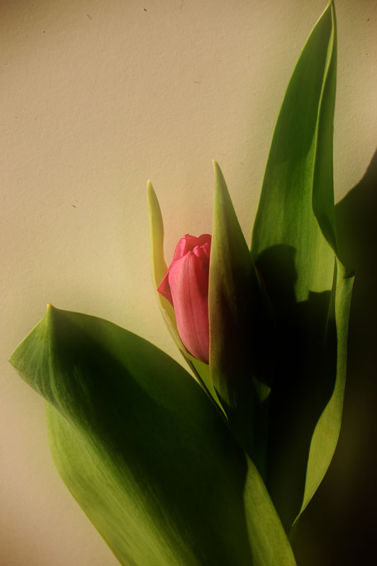 photo "tulipfever..." tags: , 