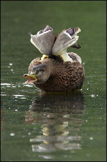 фото "Duck" метки: природа, дикие животные