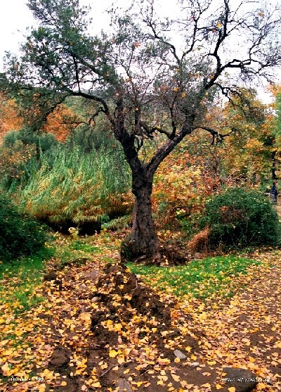 фото "solitude" метки: пейзаж, лес