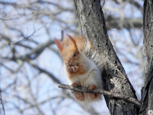 photo "***" tags: nature, wild animals