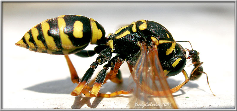 photo "***" tags: macro and close-up, nature, insect