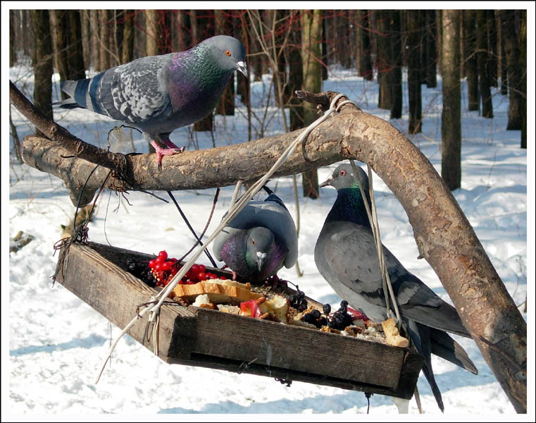 photo "At dinner" tags: nature, genre, wild animals