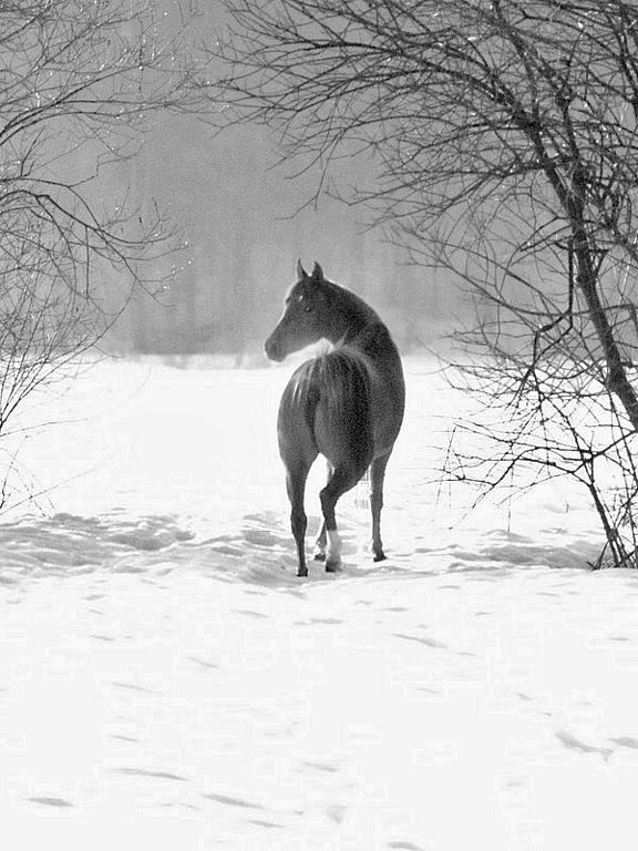 photo "come on ,im waiting for you" tags: nature, pets/farm animals