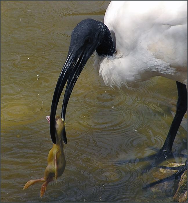 photo "Hypocrite's meal" tags: nature, reporting, wild animals