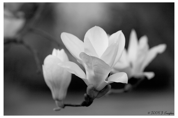 photo "Whiter Shade of Pale" tags: nature, macro and close-up, flowers