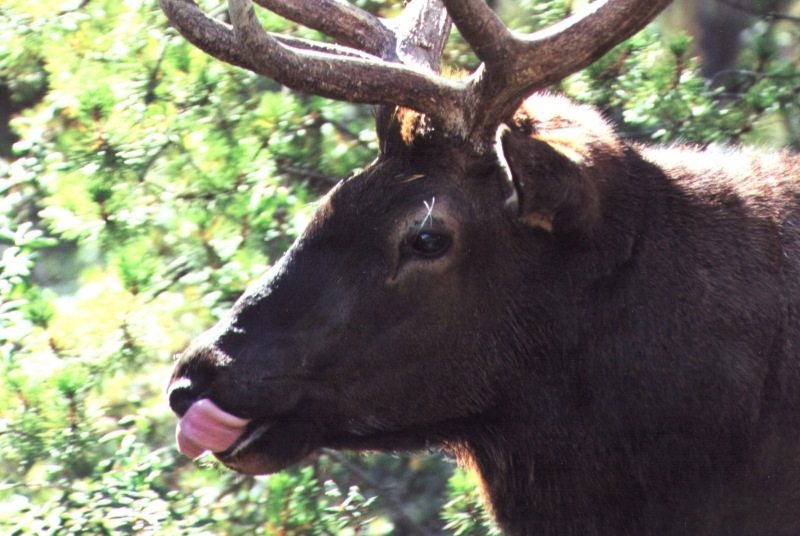 photo "Elk near Banff #2" tags: nature, wild animals