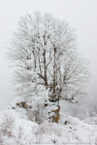 photo "All alone" tags: landscape, forest, mountains