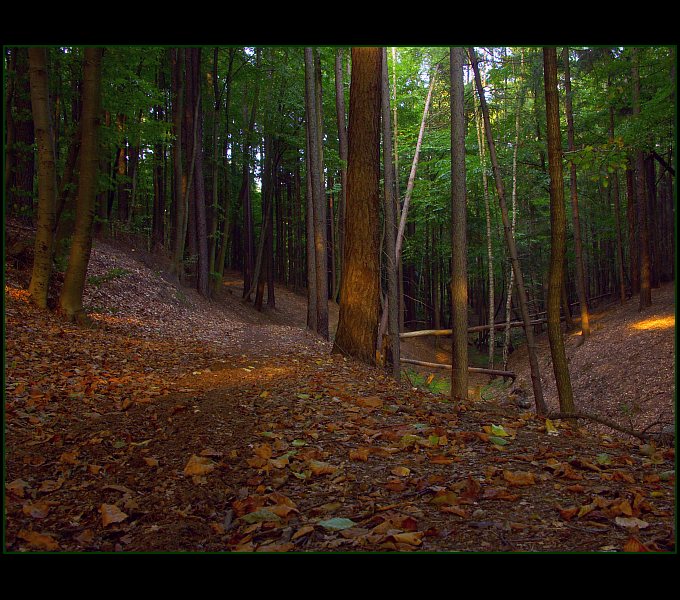 photo "***" tags: landscape, autumn, forest