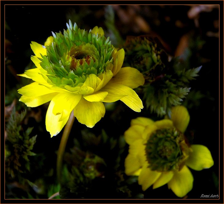 фото "spring flower" метки: природа, макро и крупный план, цветы