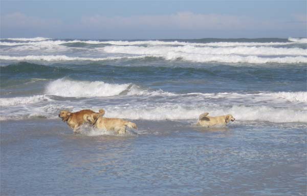 фото "Собачки и океан..." метки: , 