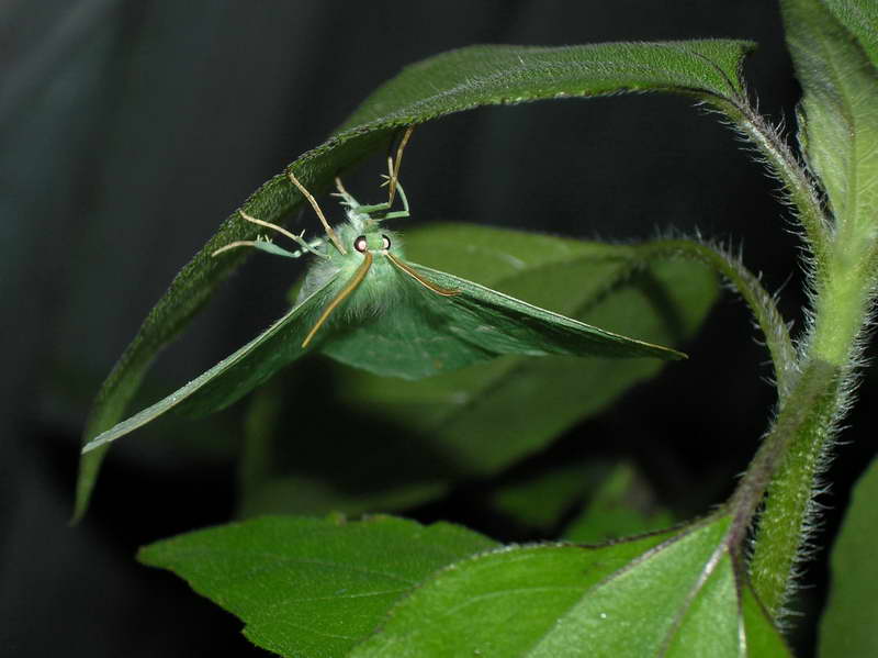 photo "Vampire" tags: macro and close-up, nature, insect