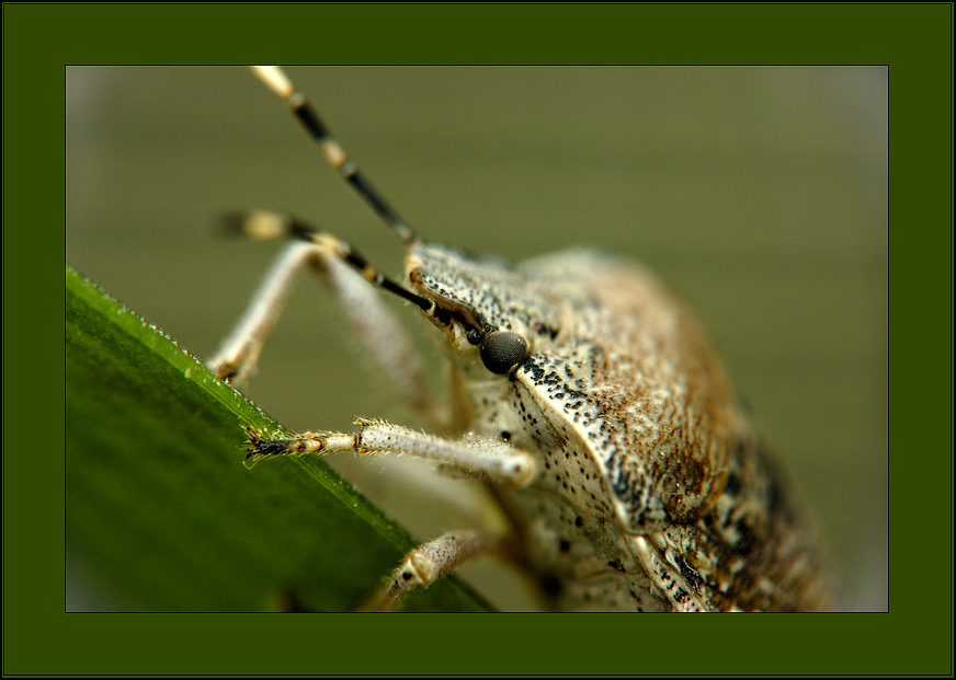 photo "Wood bug." tags: macro and close-up, nature, insect