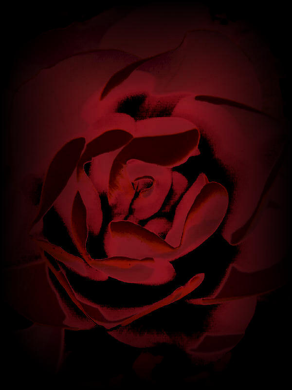 photo "P.C.'s Rose" tags: nature, montage, flowers