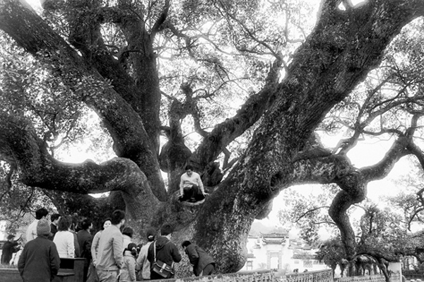 photo "An old tree" tags: nature, flowers