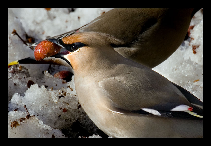 photo "breakfast" tags: nature, wild animals