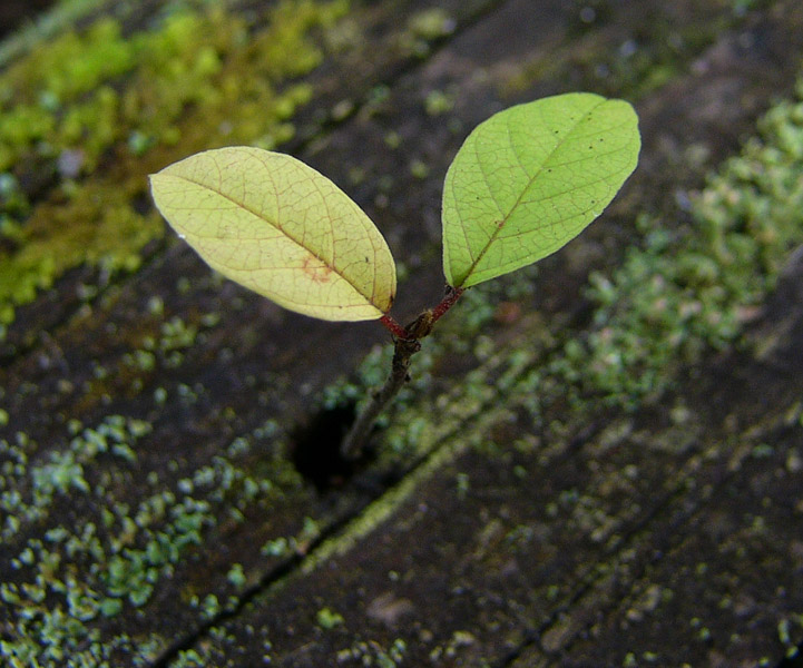 photo "Little tree" tags: nature, macro and close-up, flowers