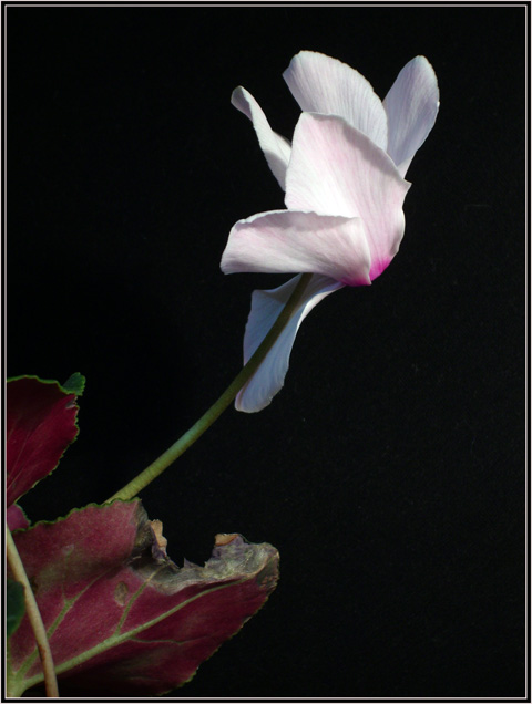 photo "***" tags: nature, still life, flowers