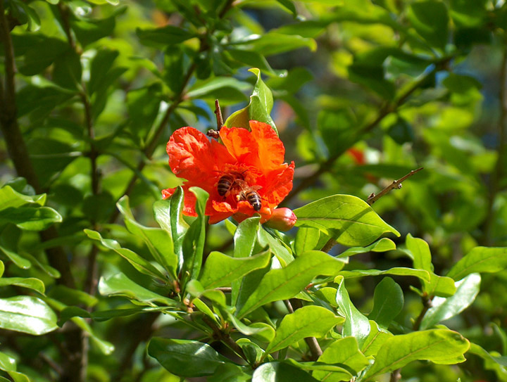 photo "pomegranate flower and bees" tags: nature, flowers, insect