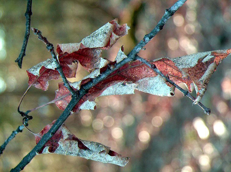 photo "last year's leaves" tags: landscape, forest, spring