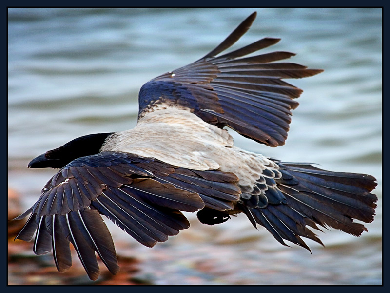 photo "Hooded Crow" tags: nature, wild animals