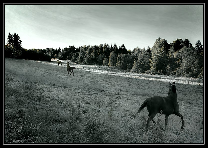 фото "Let my horses go! (Go down Moses)" метки: природа, жанр, домашние животные