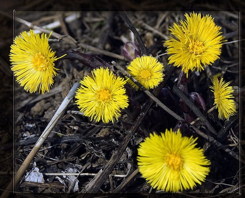 photo "First-Borns of The Moscow Spring" tags: nature, flowers