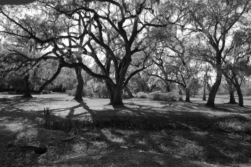 photo "Forest and Shadows" tags: landscape, forest, summer