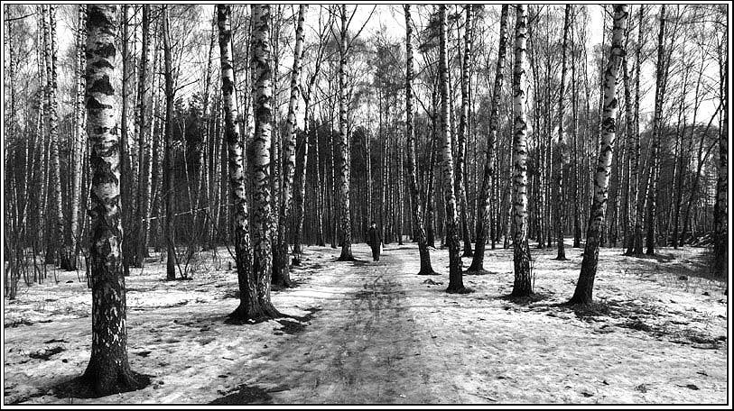 фото "Среди берез" метки: пейзаж, весна, лес