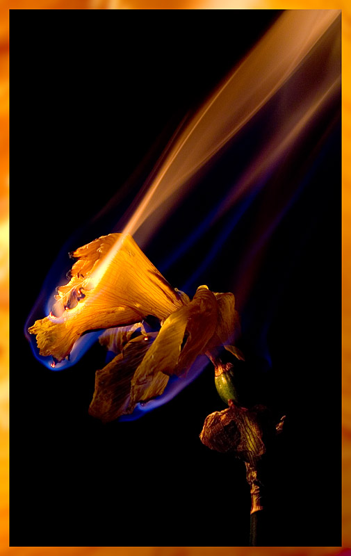 photo "burning flower 1" tags: nature, macro and close-up, flowers