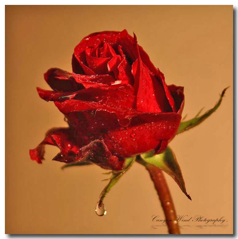 фото "Tears of a Rose "." метки: природа, макро и крупный план, цветы