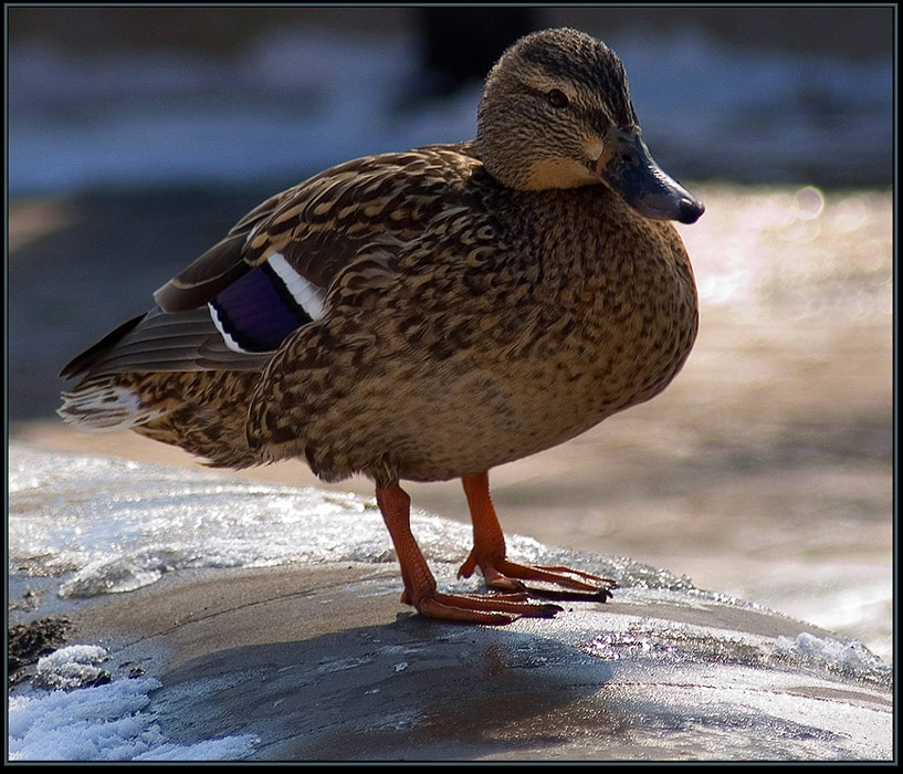 photo "Meeting in park" tags: nature, wild animals