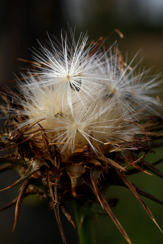 photo "Firework" tags: nature, macro and close-up, flowers