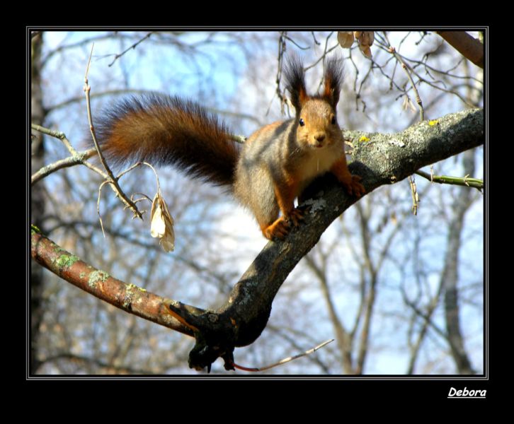 фото "Я Вас слушаю!!!" метки: природа, дикие животные