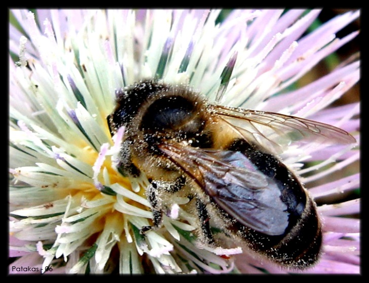 photo "Polen Bath" tags: macro and close-up, nature, insect