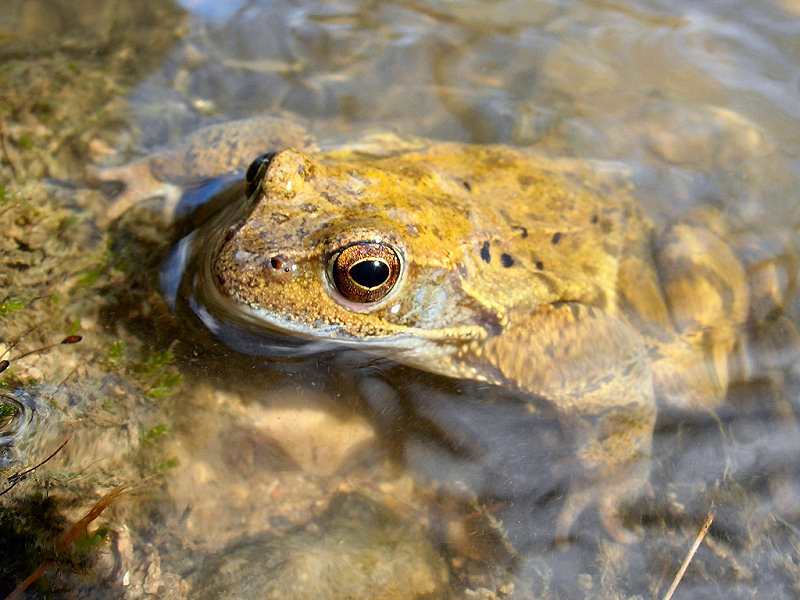 фото "Frog" метки: природа, дикие животные