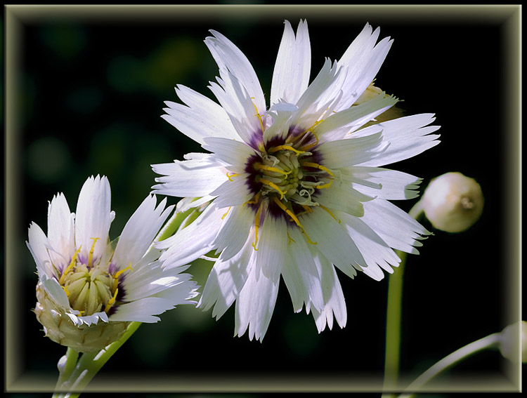 photo "Growing curiosity" tags: nature, flowers