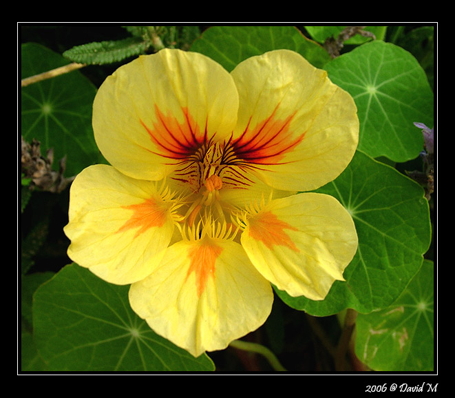 photo "***" tags: nature, flowers