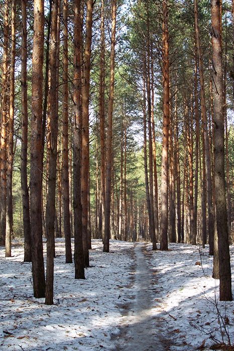 photo "Footpath" tags: landscape, forest, spring