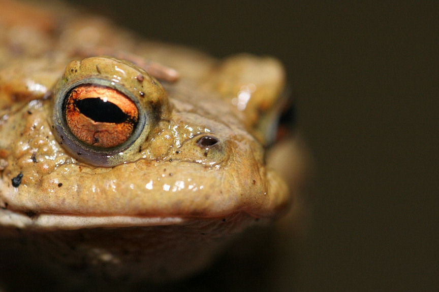 photo "Little Frog very Big" tags: nature, macro and close-up, wild animals