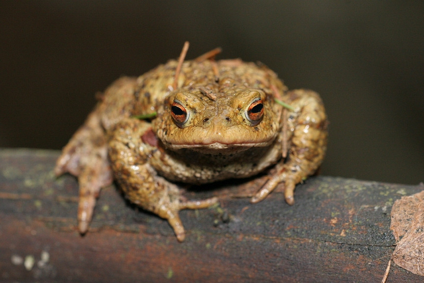 photo "Tired ,after Work" tags: nature, wild animals