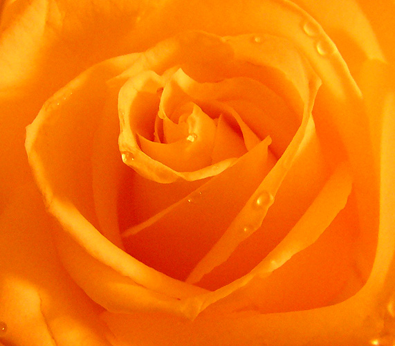 фото "Роза" метки: природа, макро и крупный план, цветы