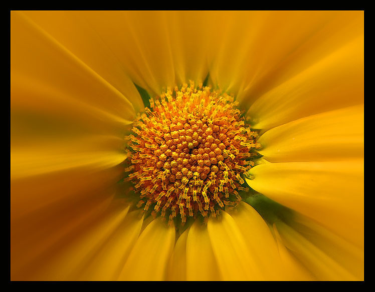 photo "Warm yellow" tags: nature, flowers