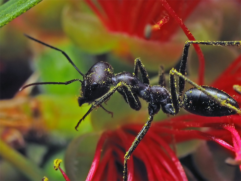 photo "***" tags: nature, macro and close-up, insect